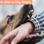 Legal Steps After a Dog Attack