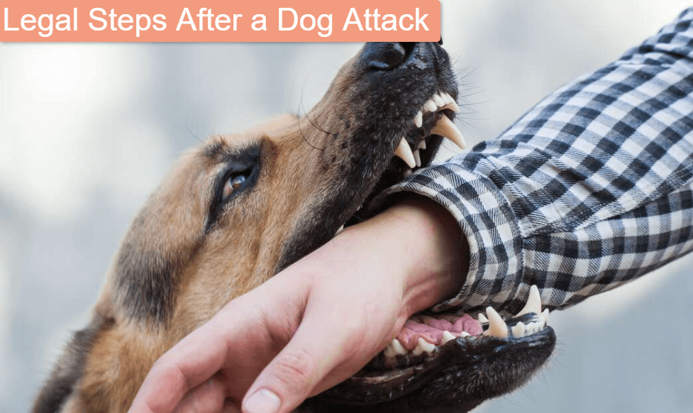 Legal Steps After a Dog Attack